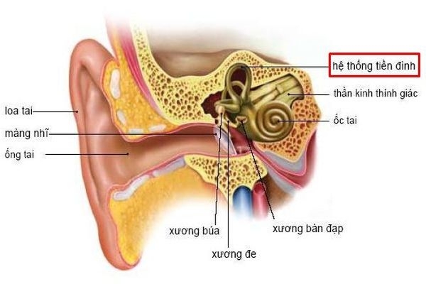 roi-loan-tien-dinh-1